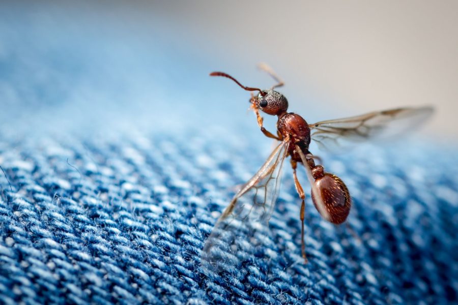 φτερωτά μυρμήγκια | Απεντομώσεις Fastoil